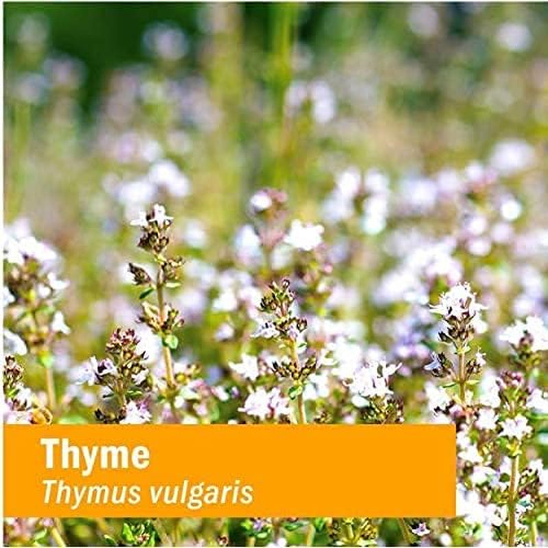 Herb Pharm Certified Organic Thyme Liquid Extract Drops for Respiratory System Support, 1 Oz