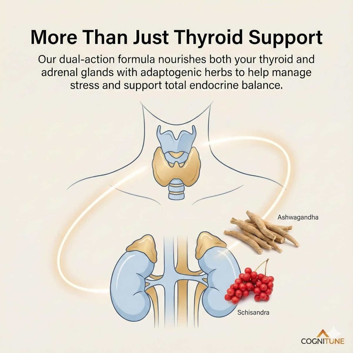 Cognitune Thyroid Support Supplement for Women and Men - Complete 14 Ingredient Formula with Iodine Selenium and B12 - Supports Natural Energy Metabolism and Mental Focus