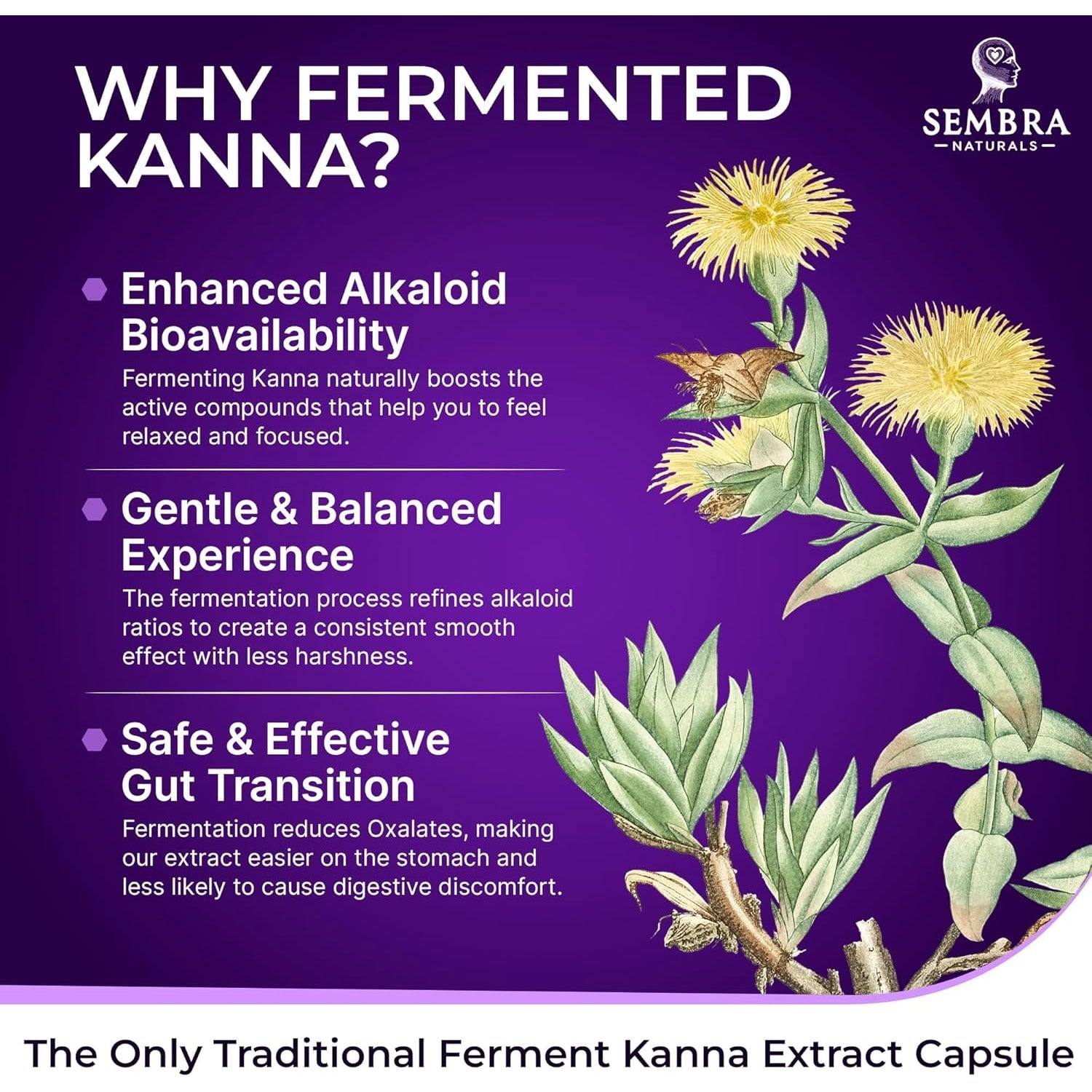 KANNAFOCUS - Natural Kanna Extract 50Mg, Fermented Sceletium Tortuosum & Bioperine® - Focus, Mood & Mental Wellness Support - Herbal Nootropic for Daily Clarity & Energy - 30 Capsules