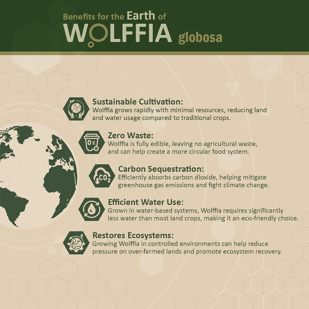 Premium Dried Wolffia Globosa Superfood | Low Carb, High Protein 40% | Rich in Minerals, Vitamins a E B12 & Essential Amino Acids | the Future of Sustainable Plant-Based Nutrition 2.11 Oz (60G)