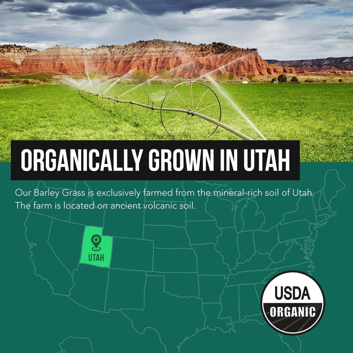 Organic Barley Grass Juice Powder - Grown in Volcanic Soil of Utah - Raw & Bioactive Form, Cold-Pressed Then CO2 Dried – Gluten Free, GMO Free, Vegan - Complements Wheatgrass Juice Powder - 5.3 Oz