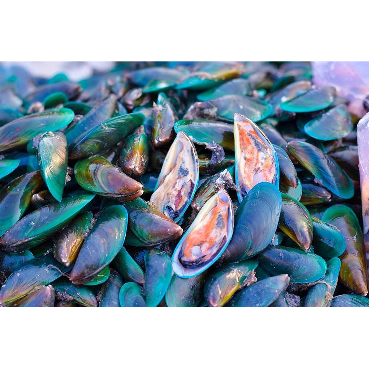Antler Farms - 100% Pure New Zealand Green Lipped Mussel Oil, Equiv. to 12,500Mg, 120 Softgels - Powerful 125:1 Extract, 2 Month Supply