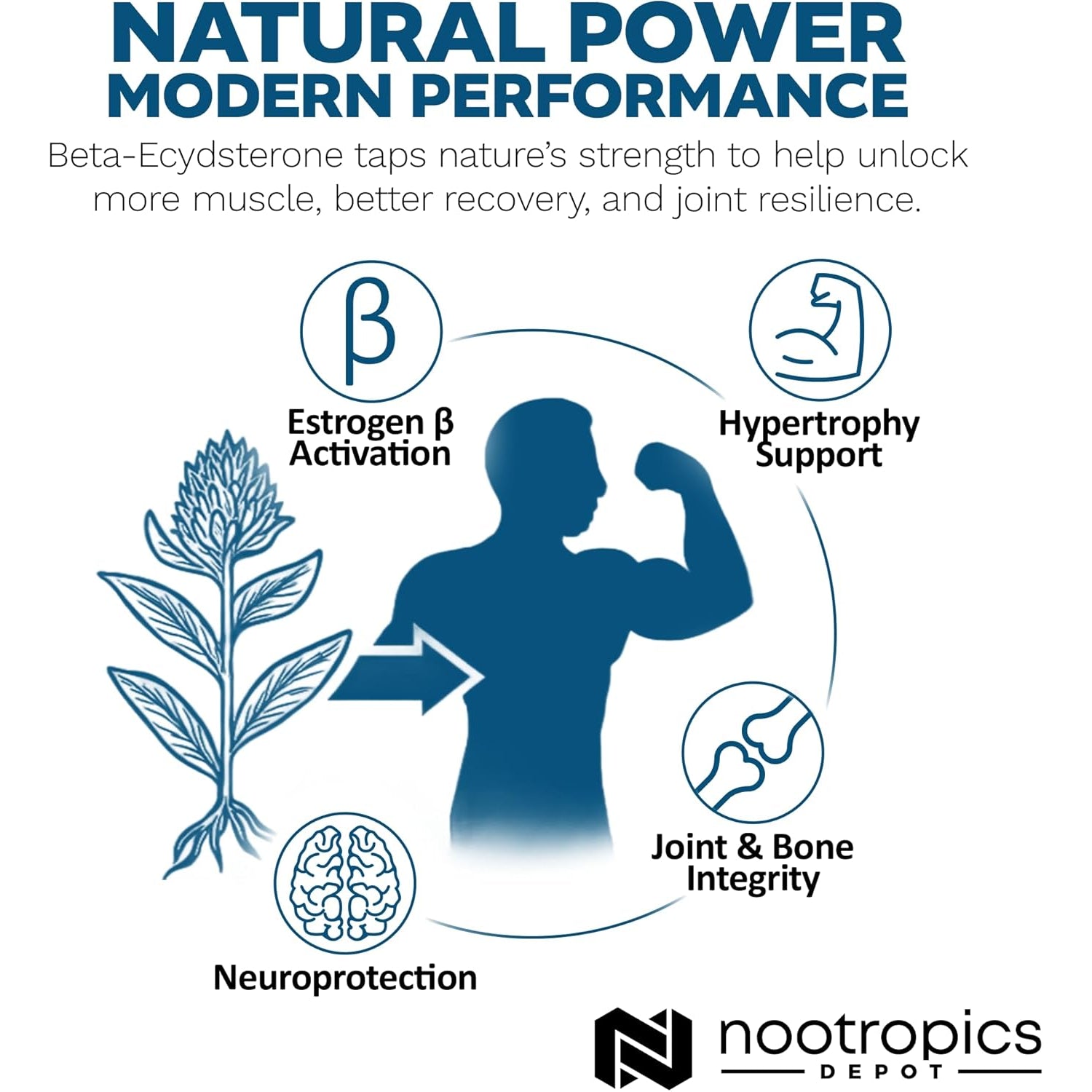Nootropics Depot Beta Ecdysterone/20-Hydroxyecdysone 50% Capsules | 500Mg | Cyanotis Arachnoidea Extract | Phytoecdysteroid | 30 Count