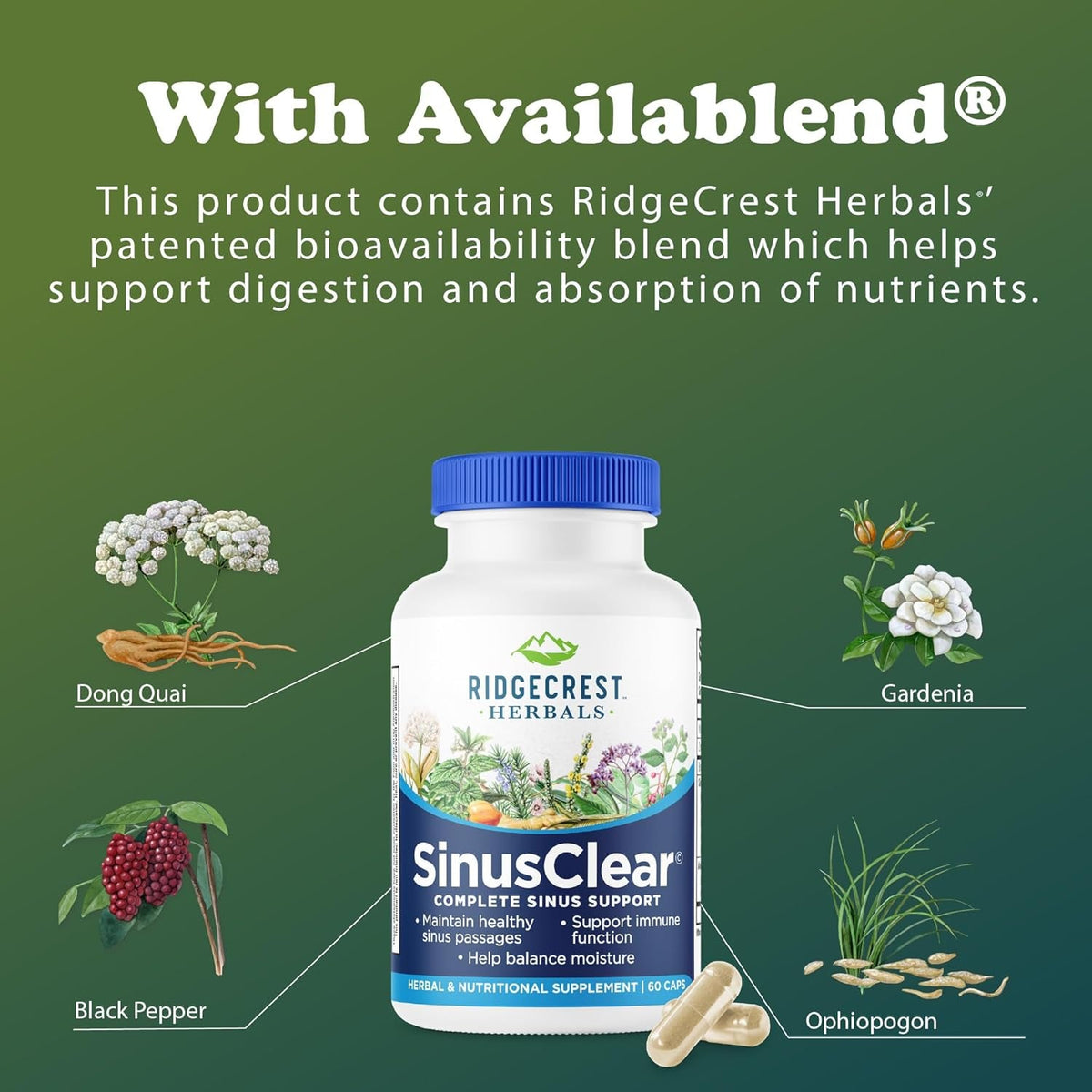 Ridgecrest Herbals Sinusclear, Complete Formula for Sinus and Nasal Health with Mullein Leaf, Bromelain, Vitamin C, and Zinc, for Healthy Mucus, Immune & Respiratory Support, (60 Veg Caps, 30 Serv)