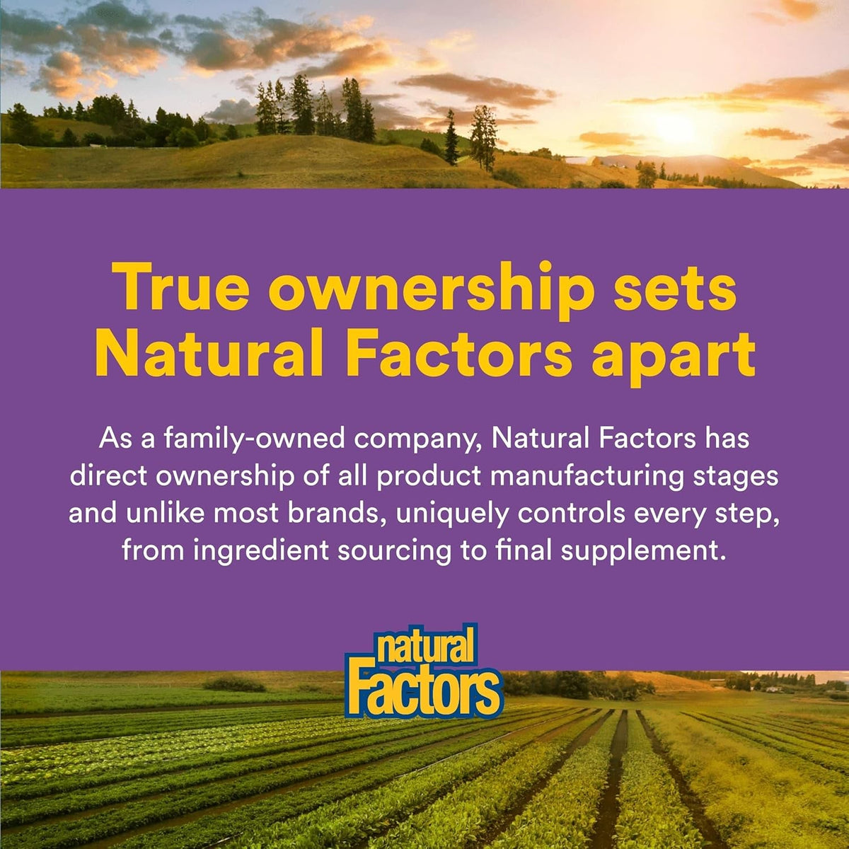 Natural Factors 100% Pure Saffron Extract - Supports Restful Sleep & Calm Outlook - Natural Herbal Supplement for Relaxation Support - 30 Vegetarian Capsules (30 Servings)