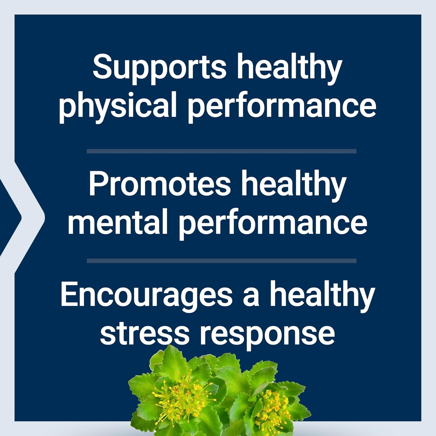 Life Extension Rhodiola Extract, Rhodiola Rosea Supplement, Standardized Extract, Promotes Physical and Mental Performance, Gluten-Free, Non-Gmo, Vegetarian, 250 Mg, 60 Capsules