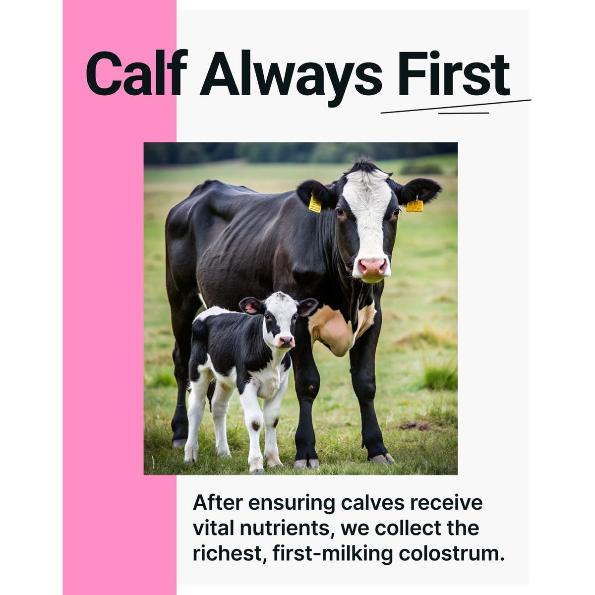 Sonohealth Cowabunga Colostrum - Premium, Pure & Unaltered Colostrum Powder Supplement - for Immune Support, Gut Health, Muscle Recovery & Wellness - Kosher & Halal Certified Calostro