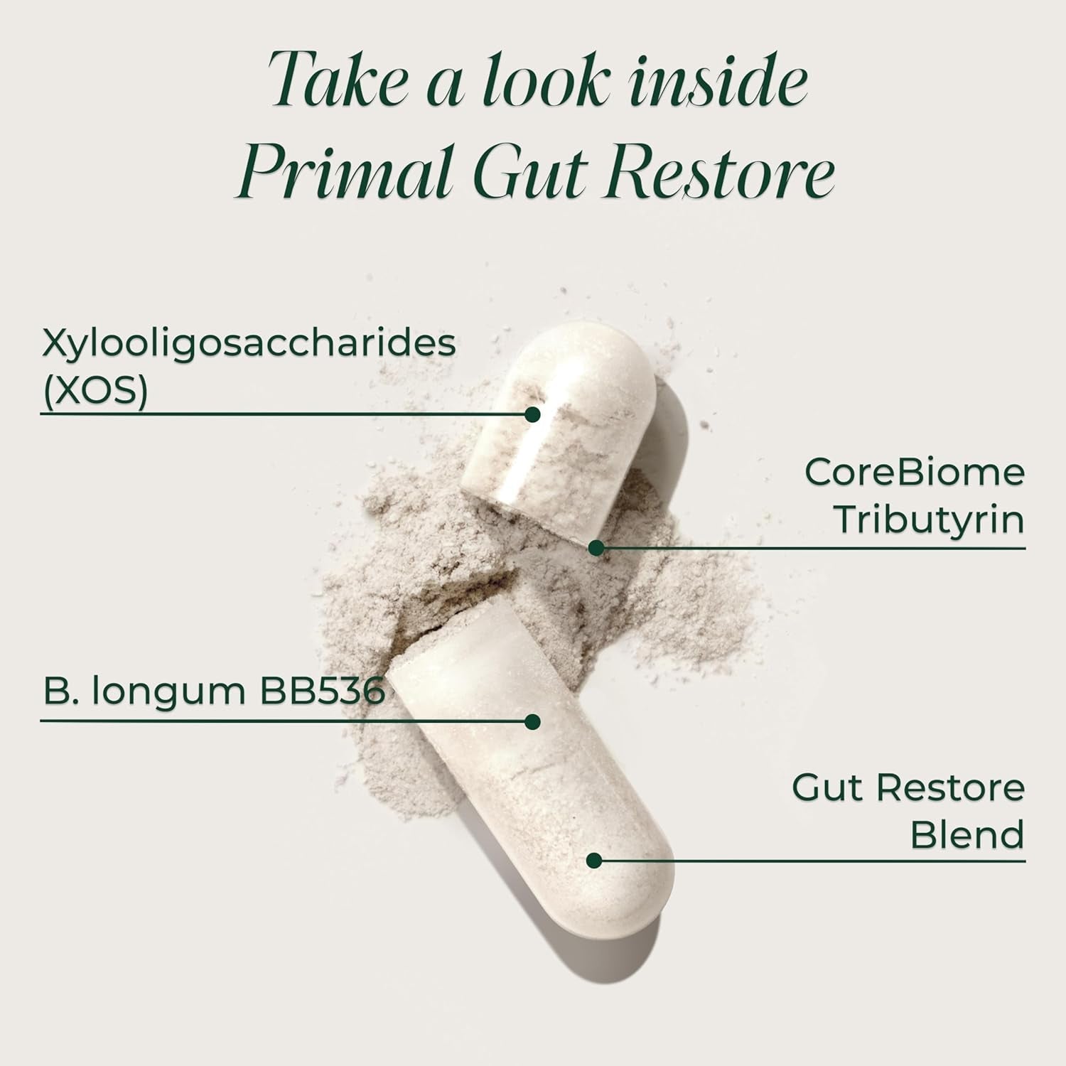 Primal Harvest Restore for Gut Health, Primal Gut Restore W/Postbiotics, Prebiotics and Probiotics for Women and Men, 60 CT - Digestion, Colon Cleanse, Immunity Support - Helps Leaky Gut Repair