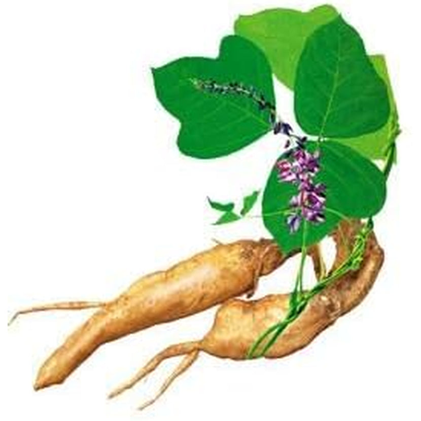 100 Caps Pueraria Mirifica White Extract Powder, 100% 10:1 Potent, Organic, 1,000Mg per Servings, Non GMO from Thailand, Premium Quality, Vegan