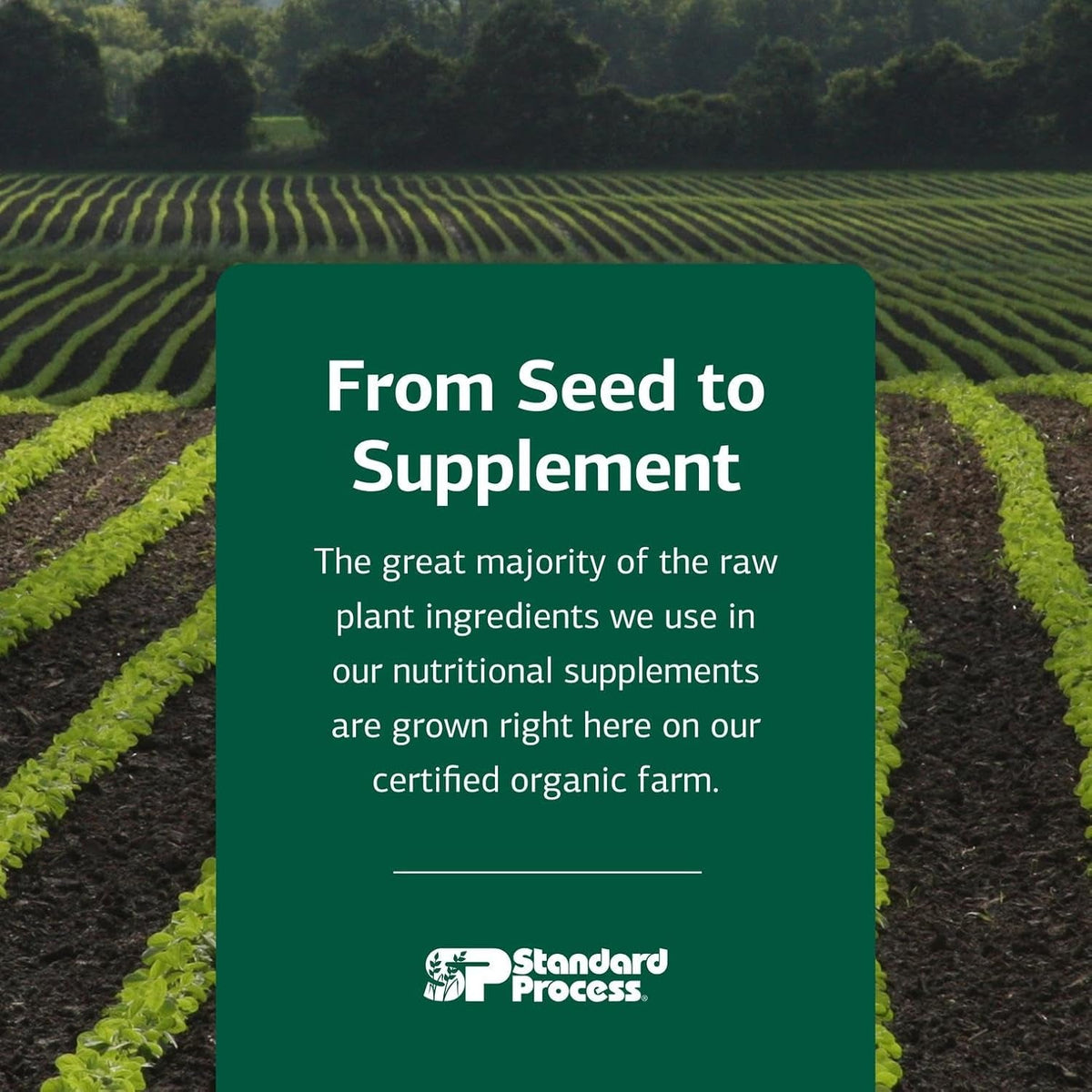 Standard Process A-C Carbamide - Supports Healthy Excretion of Urine & Cellular Fluid Levels - Contains Vitamin a & Antioxidant Vitamin C - Gluten-Free, Non-Dairy & Non-Soy - 270 Capsules