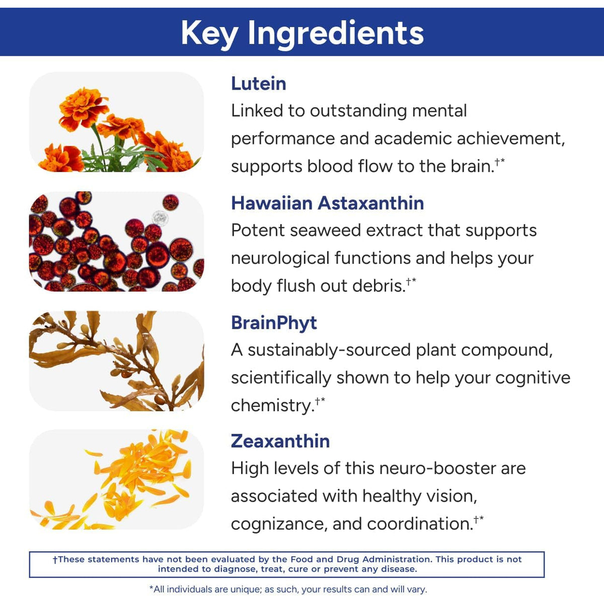 Gundry MD Power Phenols Brain Health Supplement for Cognition, Focus, Motivation, Productivity, and Energy - (30 Servings)