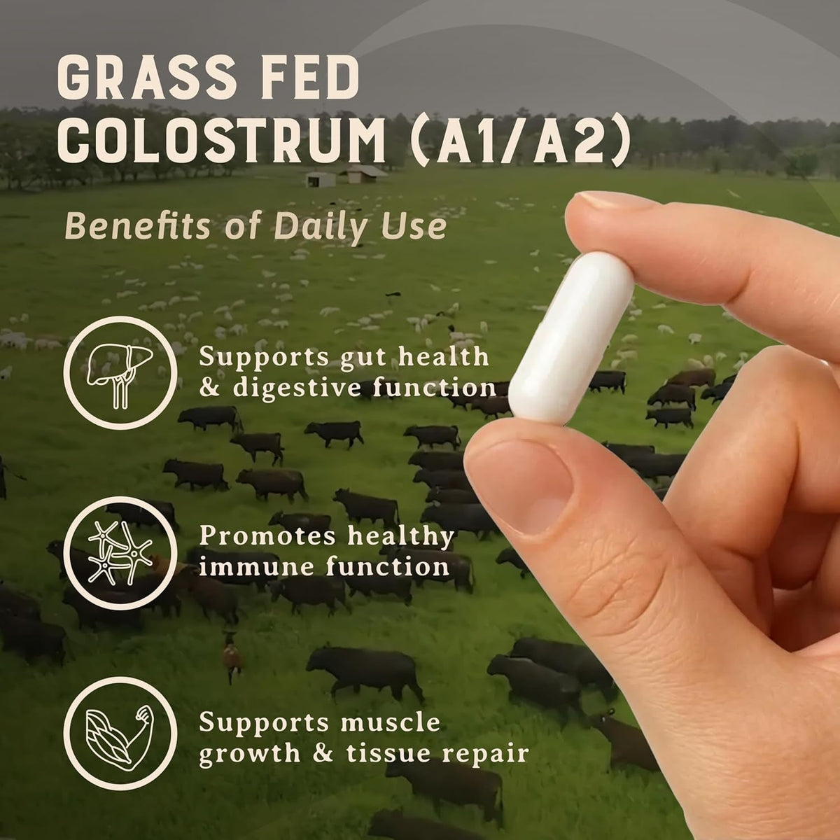 HEART & SOIL 100% Grass Fed & Finished Colostrum Supplement from Regenerative Cattle for Gut, Muscle & Immune Health – 3000Mg Bovine Colostrum Capsules - Gut Health for Men & Women –180 Capsules