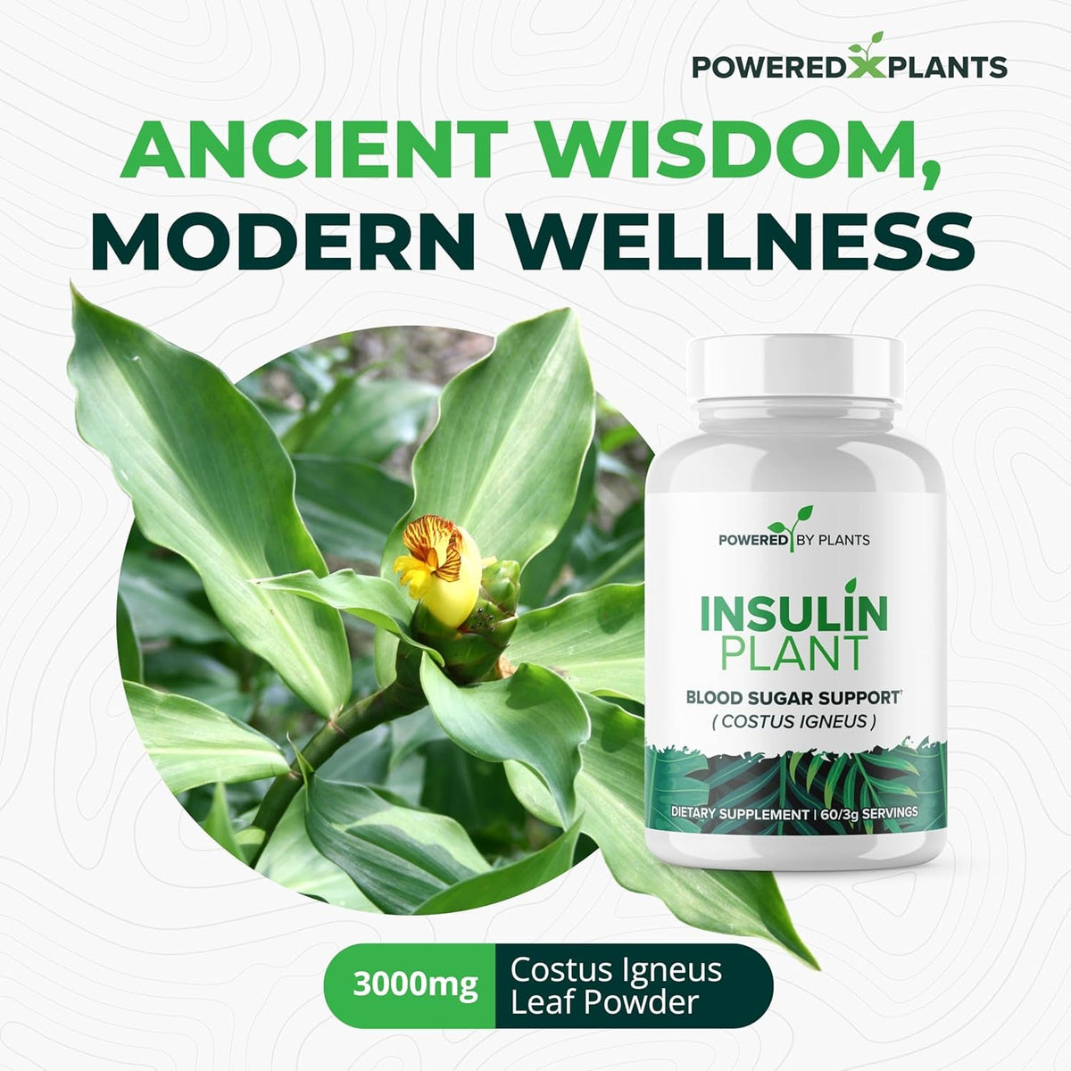 Insulin Plant Capsules - 3000Mg Costus Igneus Leaf Powder with No Binders, Fillers & Gluten - Vegan, Non GMO Supplements for Women & Men by Powered X Plants, 240 Capsules