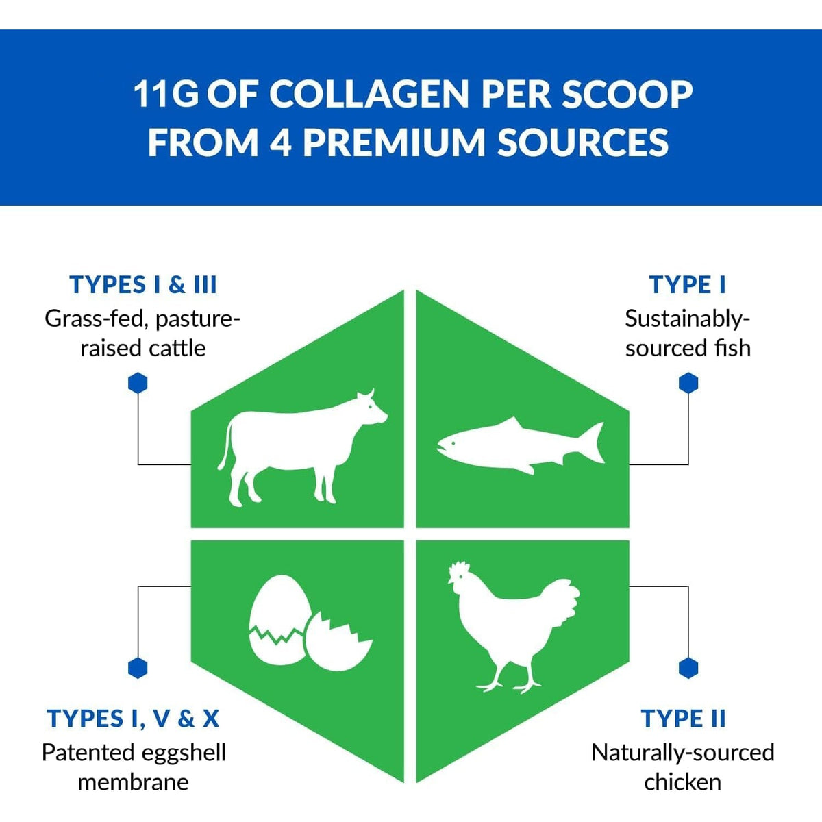 Biotrust Ageless Multi Collagen Peptides Powder - 5 Types (I, II, III, V, X) - Unflavored Collagen Powder for Women & Men - Hydrolyzed Protein - Grass Fed Beef, Fish, Chicken, Eggshell Membrane