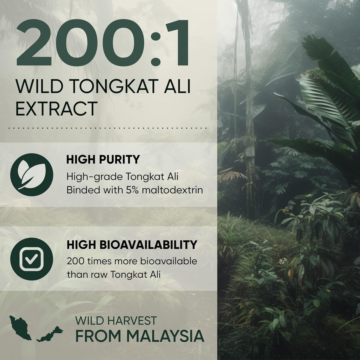 Jungle Powders Tongkat Ali for Men Powder 200:1 Extract 282 Servings 5 Ounce Bag Eurycoma Longifolia Powder Supplement Tonkat-Ali Pure Longjack Root Traditional Mens Health Support for Drive Passion