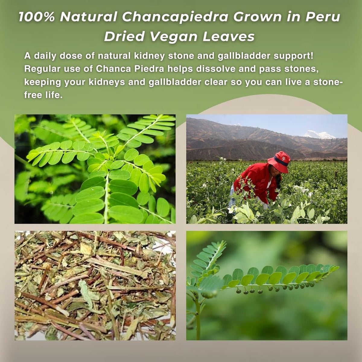 Hanan Chanca Piedra Loose Leaf 1.4Oz - Stonebreaker Herbal Tea 40G Dried Vegan Leaves 100% Natural Chancapiedra Grown in Peru