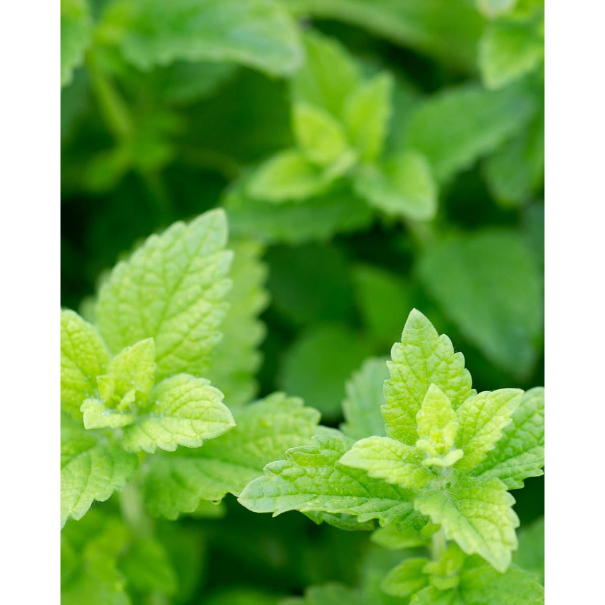 Herb Pharm Lemon Balm, Alcohol-Free: Certified Organic, Nervousness & Over-Excitement Support, Fast-Absorbing & Sugar-Free Calming Extract, Made with Lemon Balm Herb, Liquid Glycerite, 1 Oz