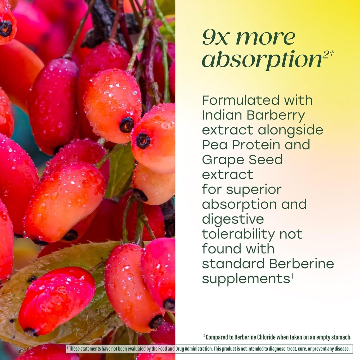 Megafood Berberine Phytosome - Berberine Supplement 550 Mg per Serving, 1100 Mg Daily - 9X Absorption - Supports a Healthy Metabolism & Cholesterol Levels - Vegan - 60 Capsules, 30 Day Supply