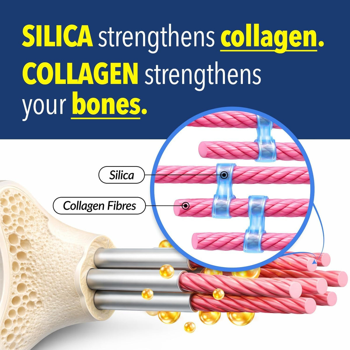 LABO Nutrition Bioactive Silica | Vegan Support for Strong Joint, Bones & Healthy Collagen Production, Glowing Skin, Strong Hair & Nails | 99% Purity Rice-Derived Silica Supplement, 30 Vegan Softgel