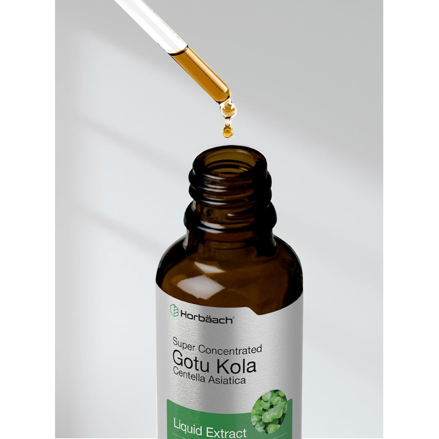 Horbäach Gotu Kola Extract | 2 Fl Oz | Alcohol Free | Super Concentrated Liquid Herb Supplement | Vegetarian, Non-Gmo, Gluten Free