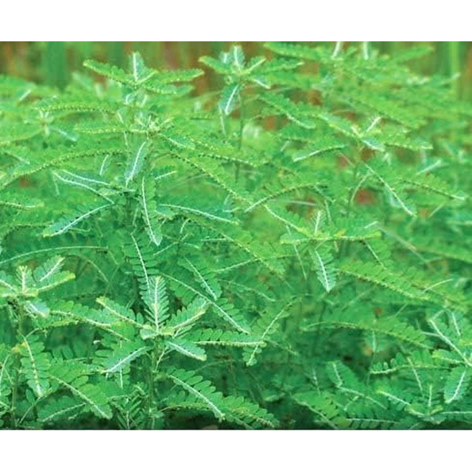 Bhumi Amla Supreme - Chanca Piedra – Harmony Nutraceutical Highest Potency, Maximum Bioactivity, Pure Herbal Supplement for Liver, Gallbladder & Kidney