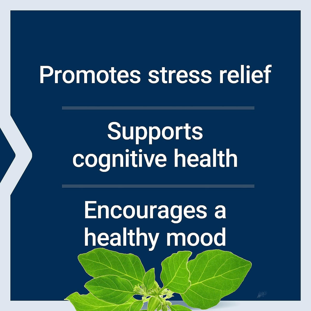 Life Extension Optimized Ashwagandha - Stress Management Supplement for a Healthy Stress Response, Focus, Memory, Stress Relief - Vegetarian, Gluten-Free, Non-Gmo, 60 Capsules