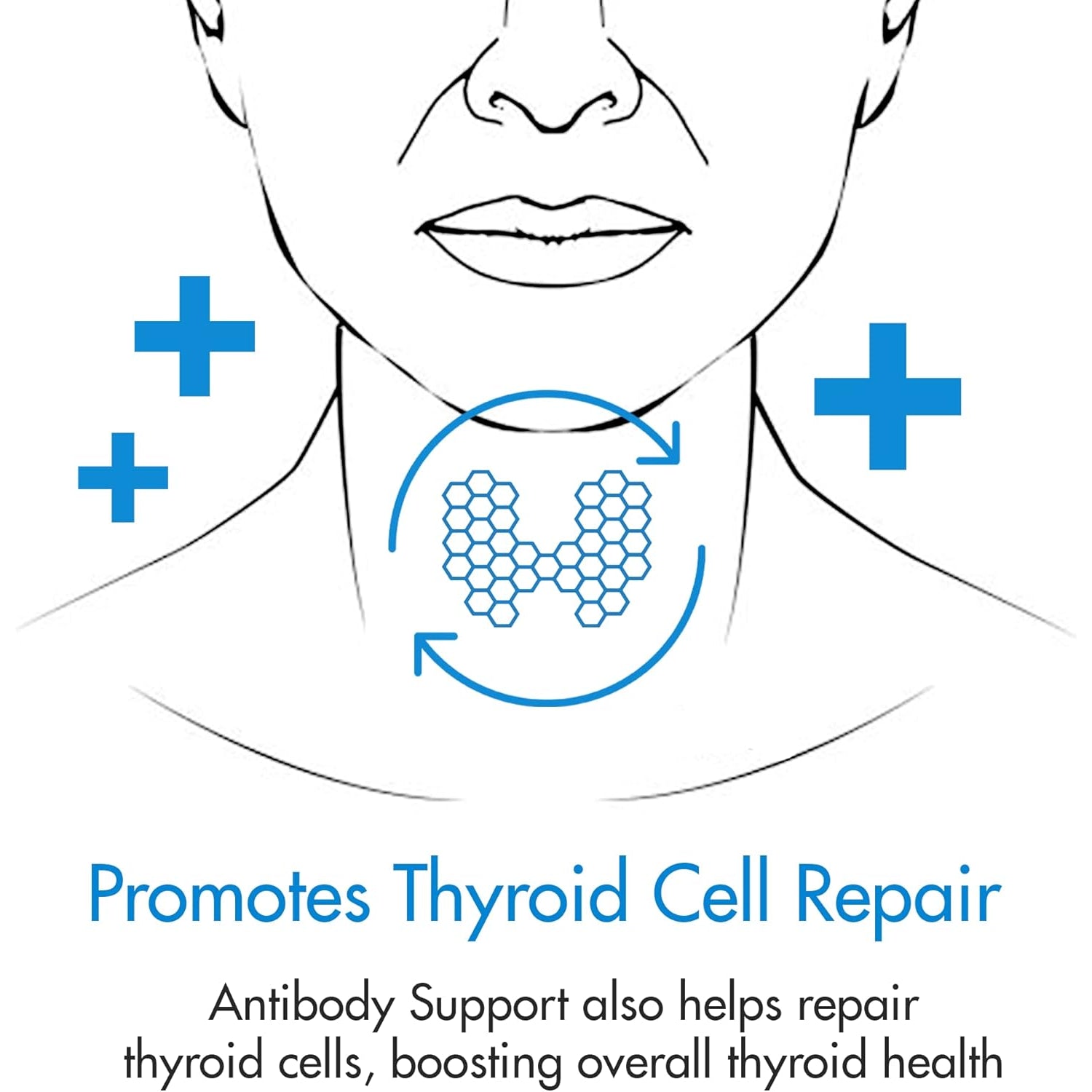 Antibody Support - Thyroid Antibody Support Combines Nigella Black Cumin Seed, Selenium and Inositol to Help Lower Thyroid Antibodies and Thyroid Cells