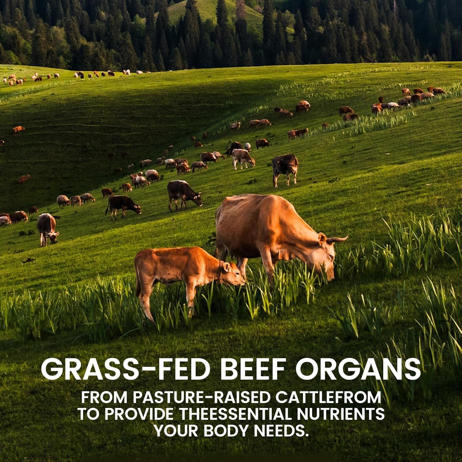 Beef Organ Complex Supplement, 120 Capsules Grass Fed Beef Liver Capsules, Immune Support, Gluten Free, Non-Gmo (1)