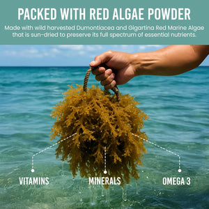 Holistic Bin Red Marine Algae Powder Gigartina and Dumontiacea Red Algae Supplements | Gluten Free, Vegan, Wild Harvested | Rich in Vegan Omega 3 (30 Grams)