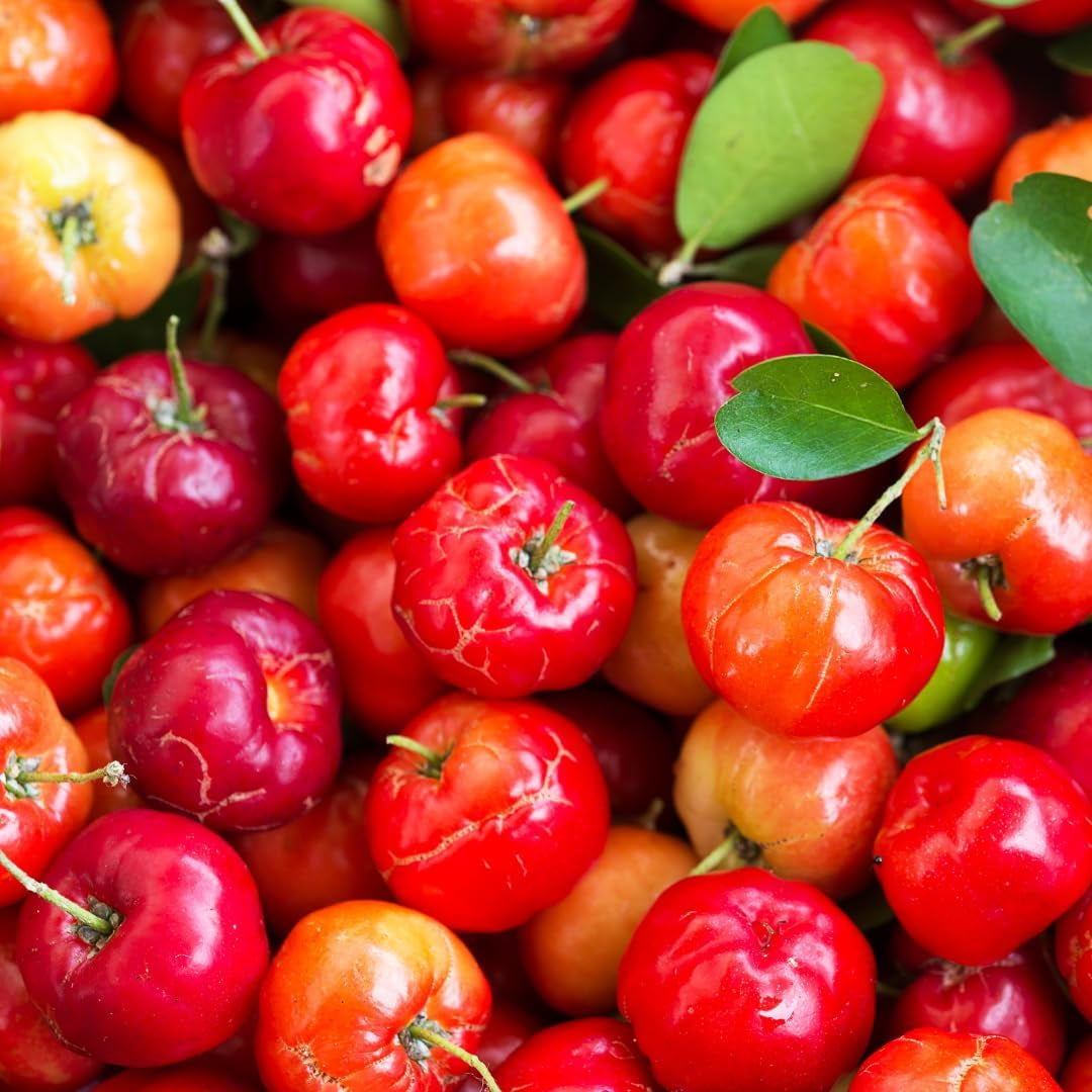 Pure Original Ingredients Acerola Cherry, (100 Capsules) Always Pure, No Additives or Fillers