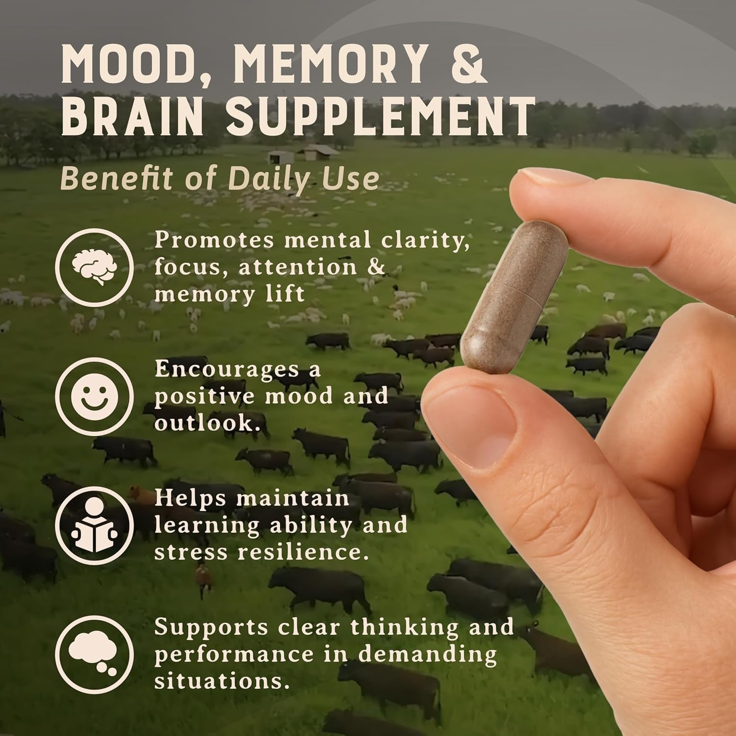 HEART & SOIL – 100% Grass Fed & Finished Beef Brain Supplement from Regenerative Cattle – for Cognitive Function & Memory – 3000Mg Focus Supplement with Beef Organs – Glass Bottle – 180 Capsules